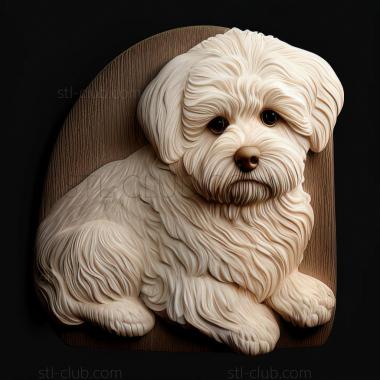 3D model st Havana Bichon dog (STL)